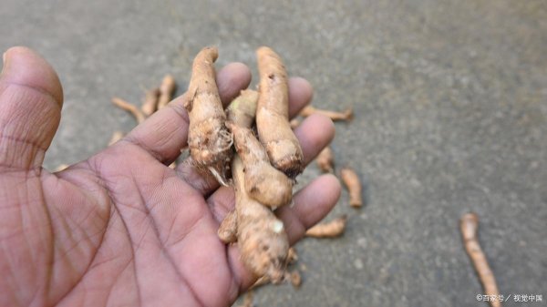 本地配資公司 白術畝產量多少斤？從400斤到800斤，這4個關鍵因素決定你的收成